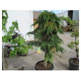 1) Russian Cypress