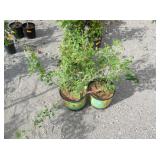 2) Fruiting Currant, Possibly Black