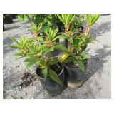 2) Taurus Rhododendren