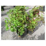 2) Lady in Red Hydrangea