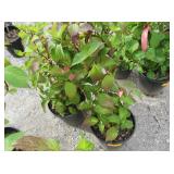 2) Lady in Red Hydrangea