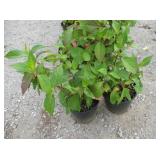 2) Lady in Red Hydrangea