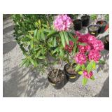 2) Pink Flowering Plants