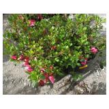 2) Pink Flowering Shrubs