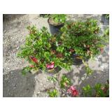 2) Pink Flowering Shrubs