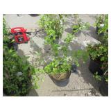 1) Pixwell Gooseberry