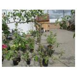 1) Semi Dwarf McIntosh Double Red Apple