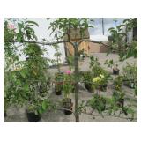 1) Semi Dwarf McIntosh Double Red Apple