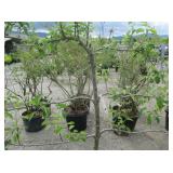 1) Semi Dwarf McIntosh Double Red Apple