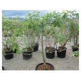 1) Semi Dwarf McIntosh Double Red Apple