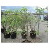 1) McIntosh Red Apple