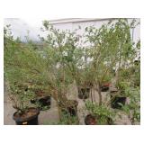 2) Liberty Blueberry