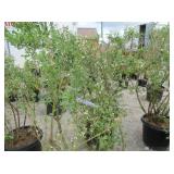 2) Liberty Blueberry