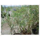 2) Liberty Blueberry