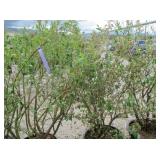 2) Liberty Blueberry