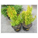 2) Green/Yellow Plants