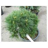 1) Sea Urchin Dwarf Pine