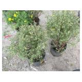 2) Goldfinger Cinquefoil