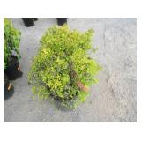 2) Dakota Goldcharm Spirea