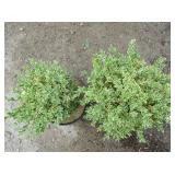 2) Silver Common Boxwood