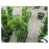 2) Graham Blandy Boxwood