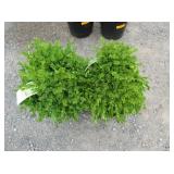 2) True Dwarf Boxwood