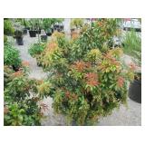 1) Mountain Fire Pieris