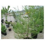 1) European Larch
