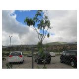 1) Dwarf Lapin Cherry