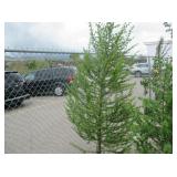 1) European Larch