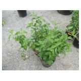 2) Cornelian Cherry Dogwood