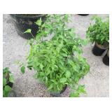 4) Cornelian Cherry Dogwood