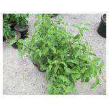 4) Carnelian Cherry Dogwood