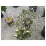 2) White Indian Hawthorne