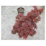 1) Red Leaf Shrub