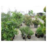 1) Cornelian Cherry Dogwood