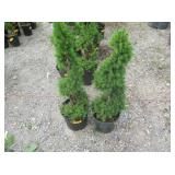 2) Dwarf Alberta Spruce Spiral