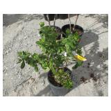 1) Pink Princess Ecallonia