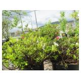 2) Gumpo White Azalea