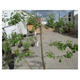 1) Semi Dwarf Honeycrisp Apple