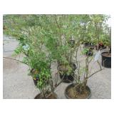 2) Bluecrop Blueberry