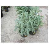2) Colorado Spruce