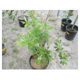 2) Weeping Forsythia