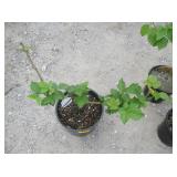 1) Chester Thorn Less Blackberry