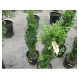 2) Graham Blandy Boxwood