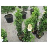 2) Graham Blandy Boxwood