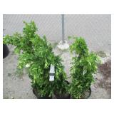 3) Graham Blandy Boxwood