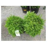 2) True Dwarf Boxwood