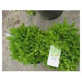2) True Dwarf Boxwood