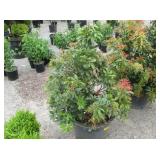 1) Mountain Fire Pieris